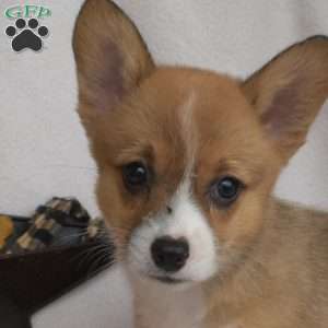 Simba, Pembroke Welsh Corgi Puppy