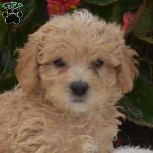 Simba, Maltipoo Puppy