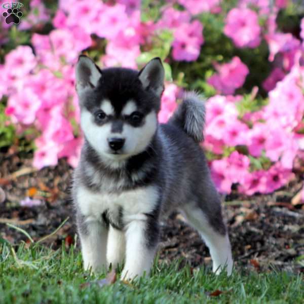 Simba, Alaskan Klee Kai Puppy