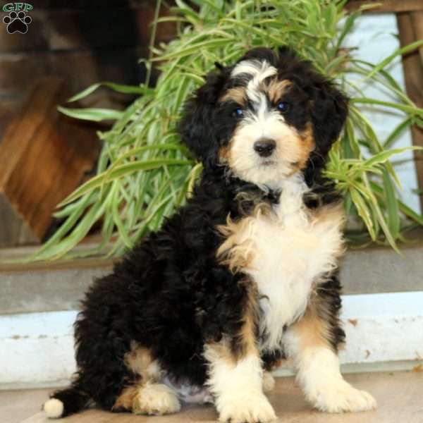 Simba, Bernedoodle Puppy