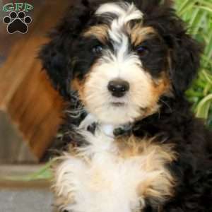 Simba, Bernedoodle Puppy