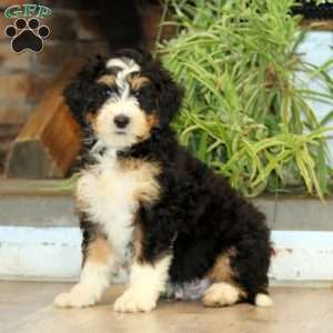 Simba, Bernedoodle Puppy