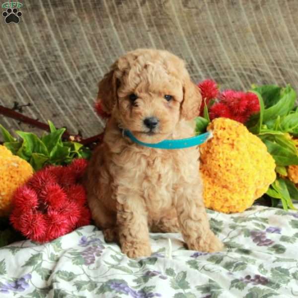Simon, Mini Goldendoodle Puppy