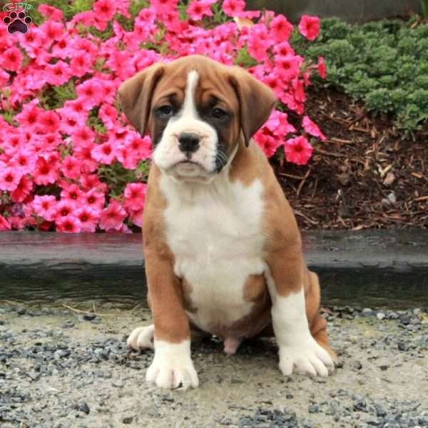 Simon, Boxer Puppy