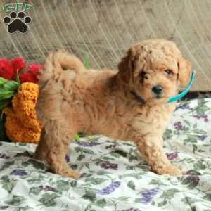 Simon, Mini Goldendoodle Puppy