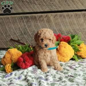 Simon, Mini Goldendoodle Puppy