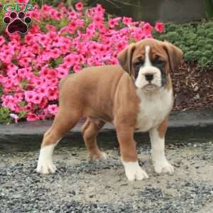 Simon, Boxer Puppy