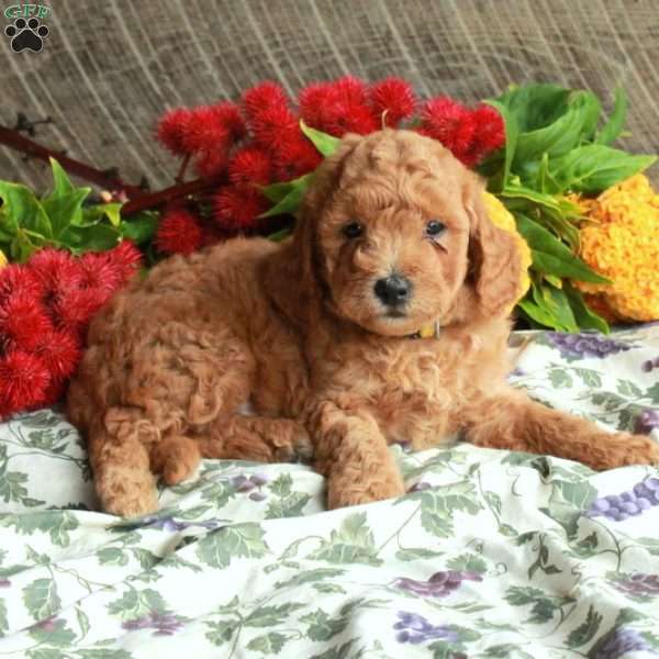Skippy, Mini Goldendoodle Puppy