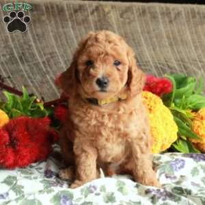 Skippy, Mini Goldendoodle Puppy