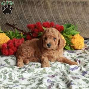 Skippy, Mini Goldendoodle Puppy