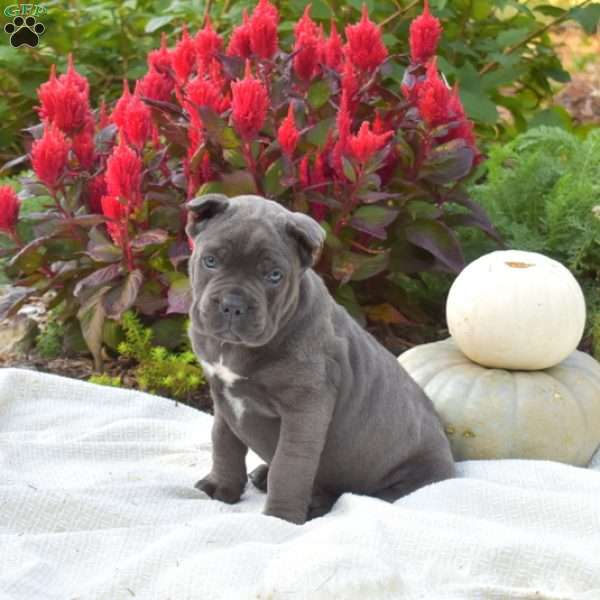 Sky, Cane Corso Puppy