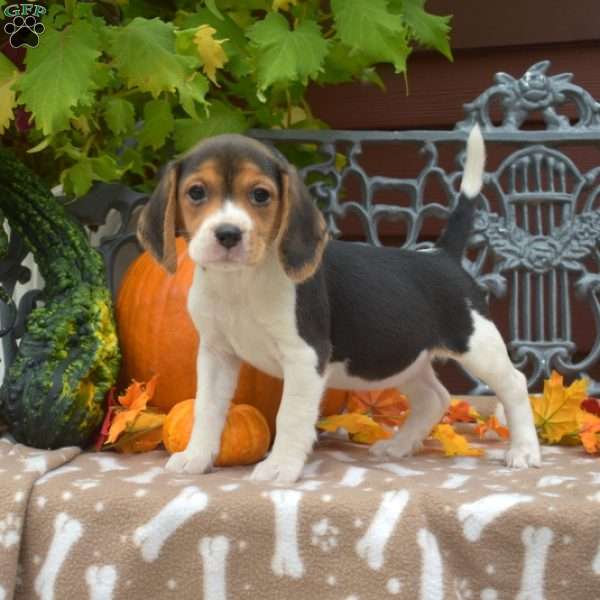 Sky, Beagle Puppy