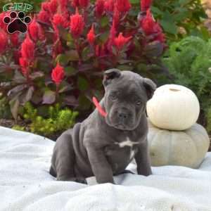 Sky, Cane Corso Puppy
