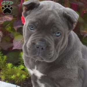 Sky, Cane Corso Puppy