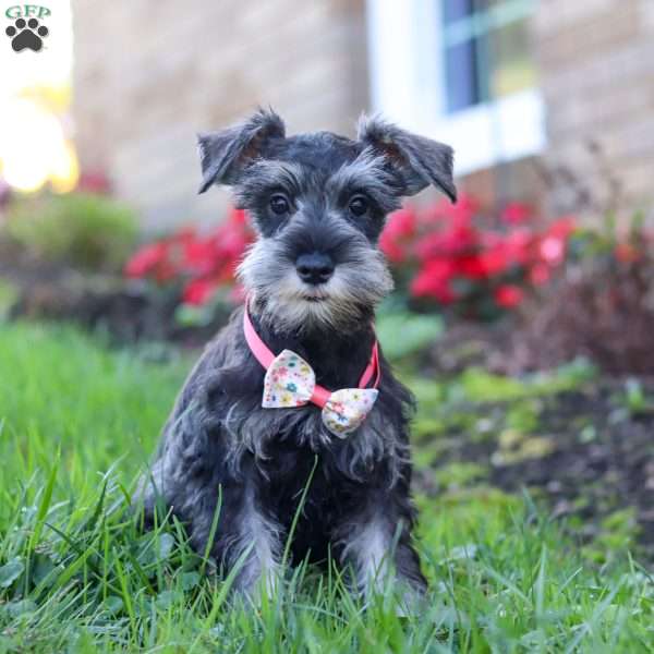 Skye, Miniature Schnauzer Puppy