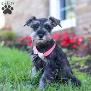 Skye, Miniature Schnauzer Puppy