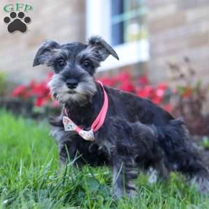 Skye, Miniature Schnauzer Puppy
