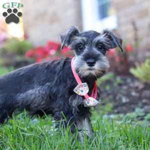 Skye, Miniature Schnauzer Puppy