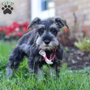 Skye, Miniature Schnauzer Puppy