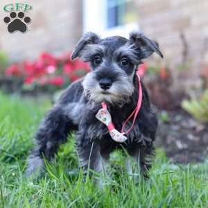 Skye, Miniature Schnauzer Puppy