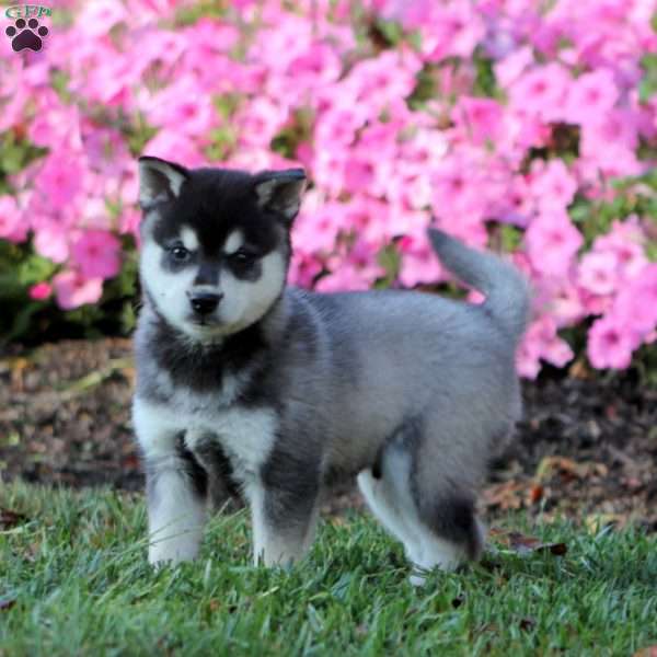 Skye, Alaskan Klee Kai Puppy