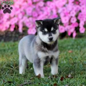 Skye, Alaskan Klee Kai Puppy