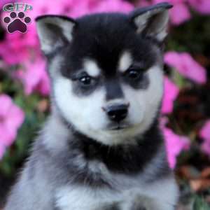Skye, Alaskan Klee Kai Puppy