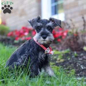 Skye, Miniature Schnauzer Puppy