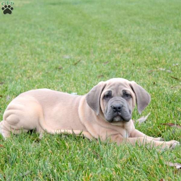 Skylar, Cane Corso Puppy
