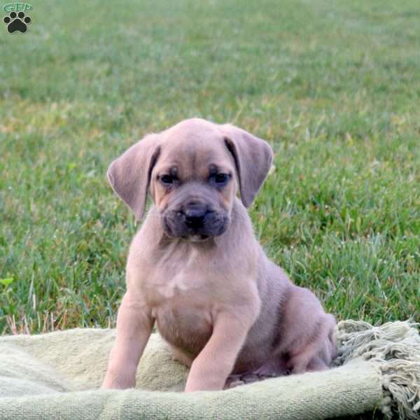 Skylar, Cane Corso Puppy