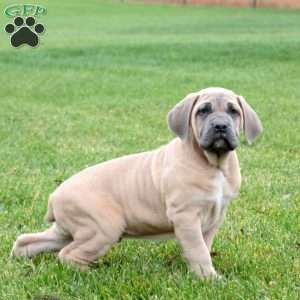 Skylar, Cane Corso Puppy