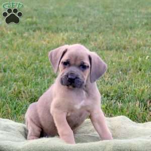 Skylar, Cane Corso Puppy