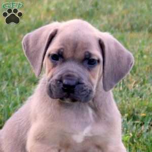 Skylar, Cane Corso Puppy
