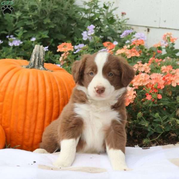 Skyliner, Border Collie Puppy