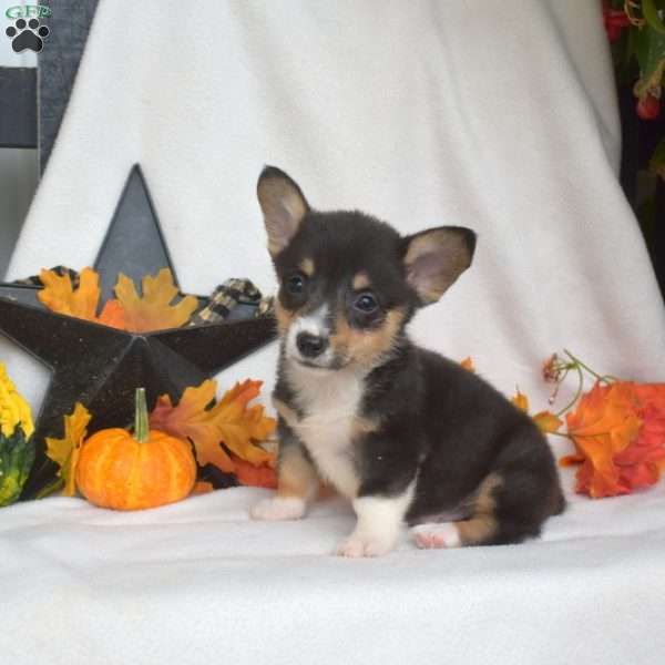 Slider, Pembroke Welsh Corgi Puppy