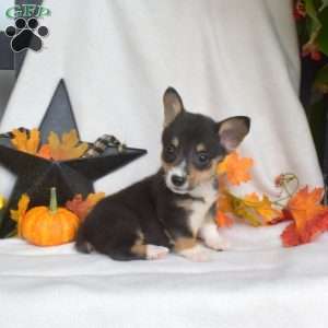 Slider, Pembroke Welsh Corgi Puppy