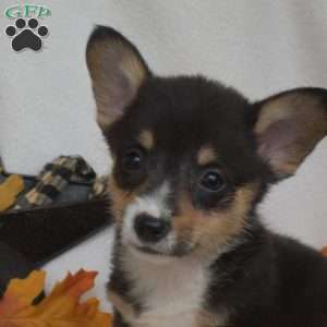 Slider, Pembroke Welsh Corgi Puppy