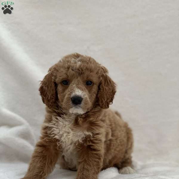 Sloane, Mini Goldendoodle Puppy