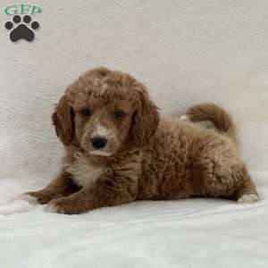 Sloane, Mini Goldendoodle Puppy