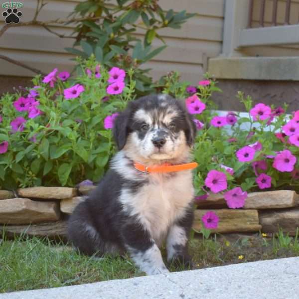 Smokey, Golden Retriever Mix Puppy