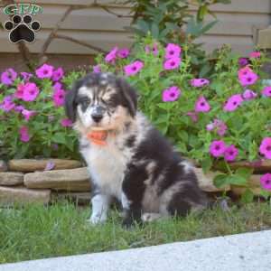 Smokey, Golden Retriever Mix Puppy