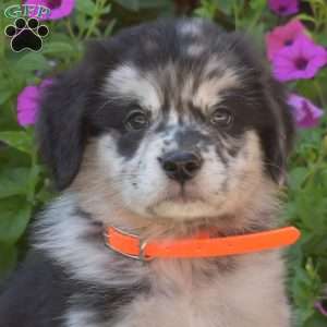 Smokey, Golden Retriever Mix Puppy