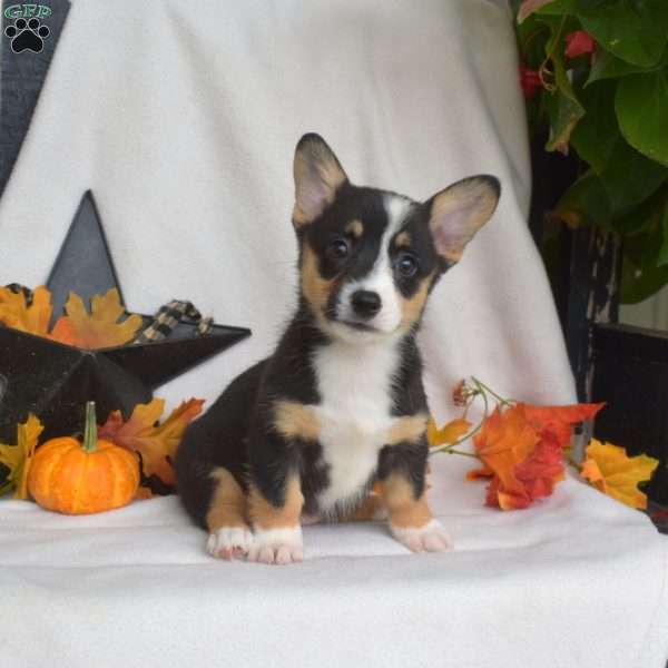 S’mores, Pembroke Welsh Corgi Puppy