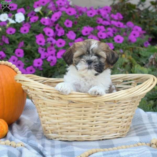 S’mores, Shih Tzu Puppy