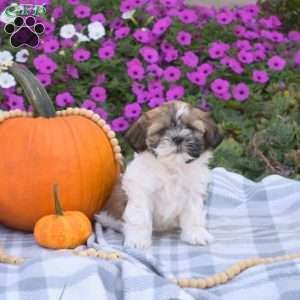 S’mores, Shih Tzu Puppy