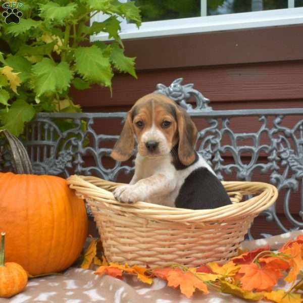 Snickers, Beagle Puppy