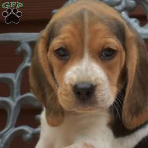 Snickers, Beagle Puppy