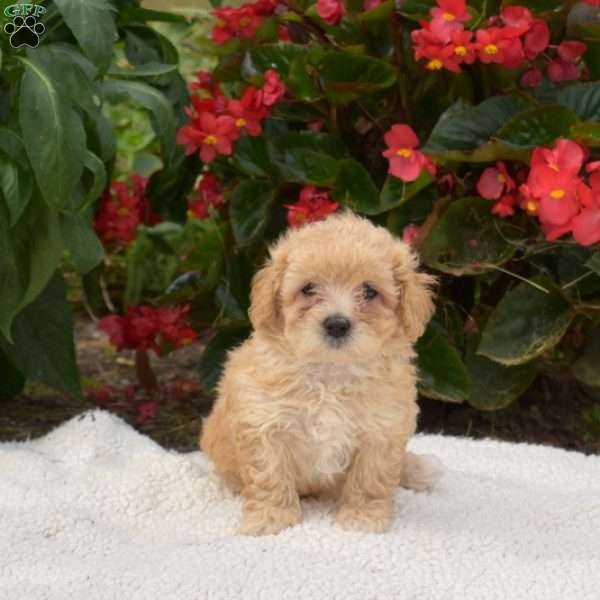 Snoopy, Maltipoo Puppy