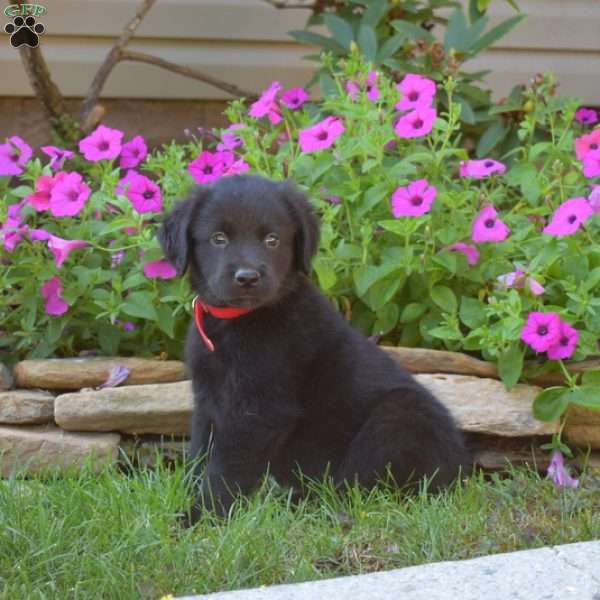Snoopy, Golden Retriever Mix Puppy