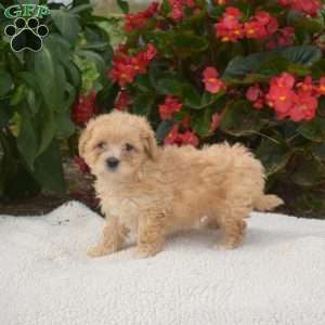 Snoopy, Maltipoo Puppy